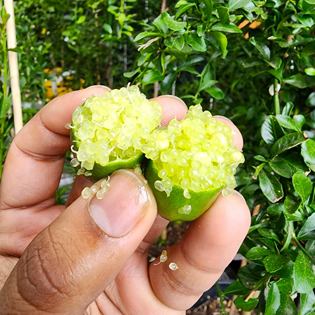 Chartreuse Green - FINGER LIMES MELBOURNE