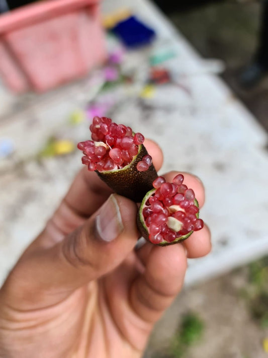 Crimson Tide - FINGER LIMES MELBOURNE