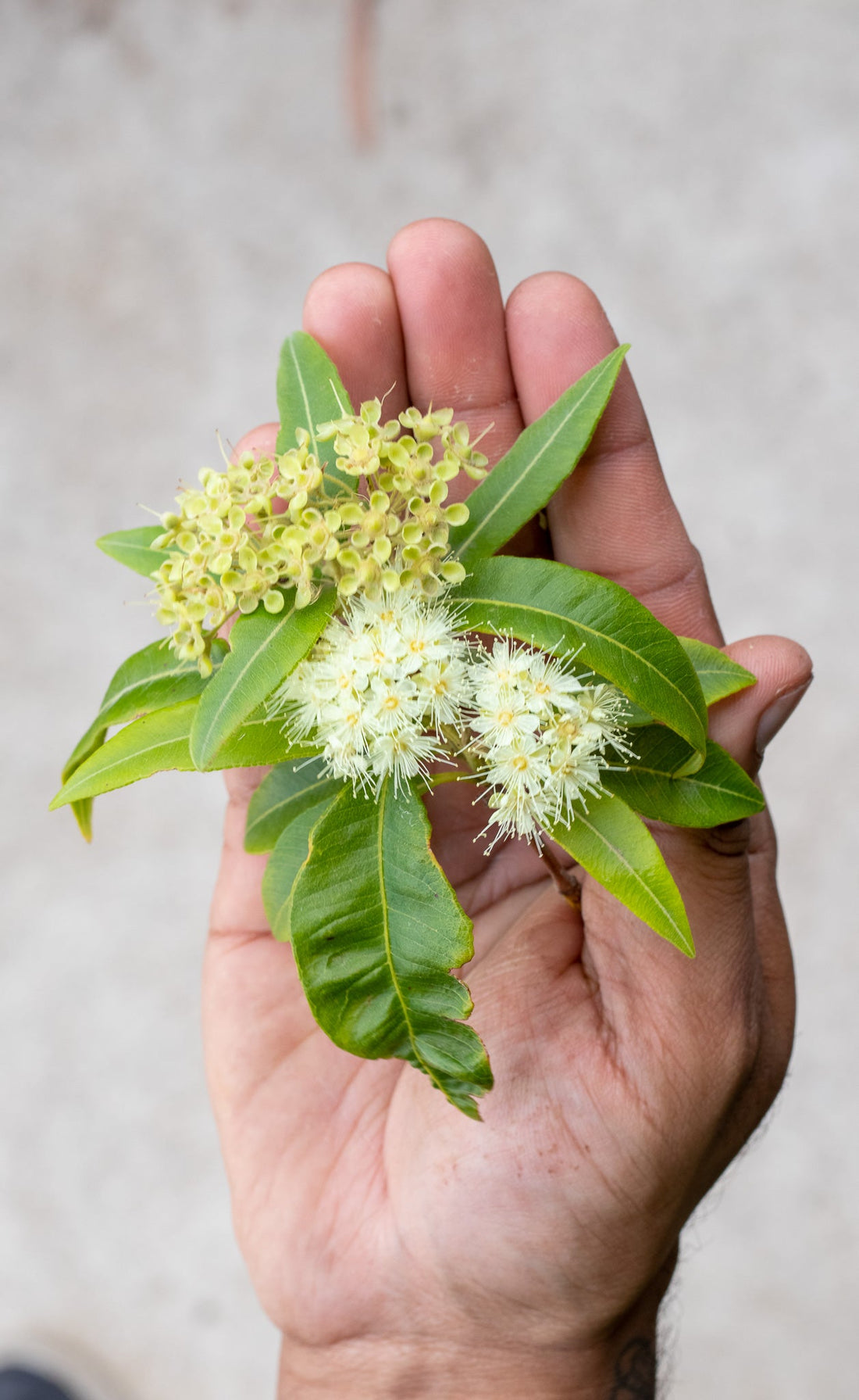 Lemon Myrtle - FINGER LIMES MELBOURNE