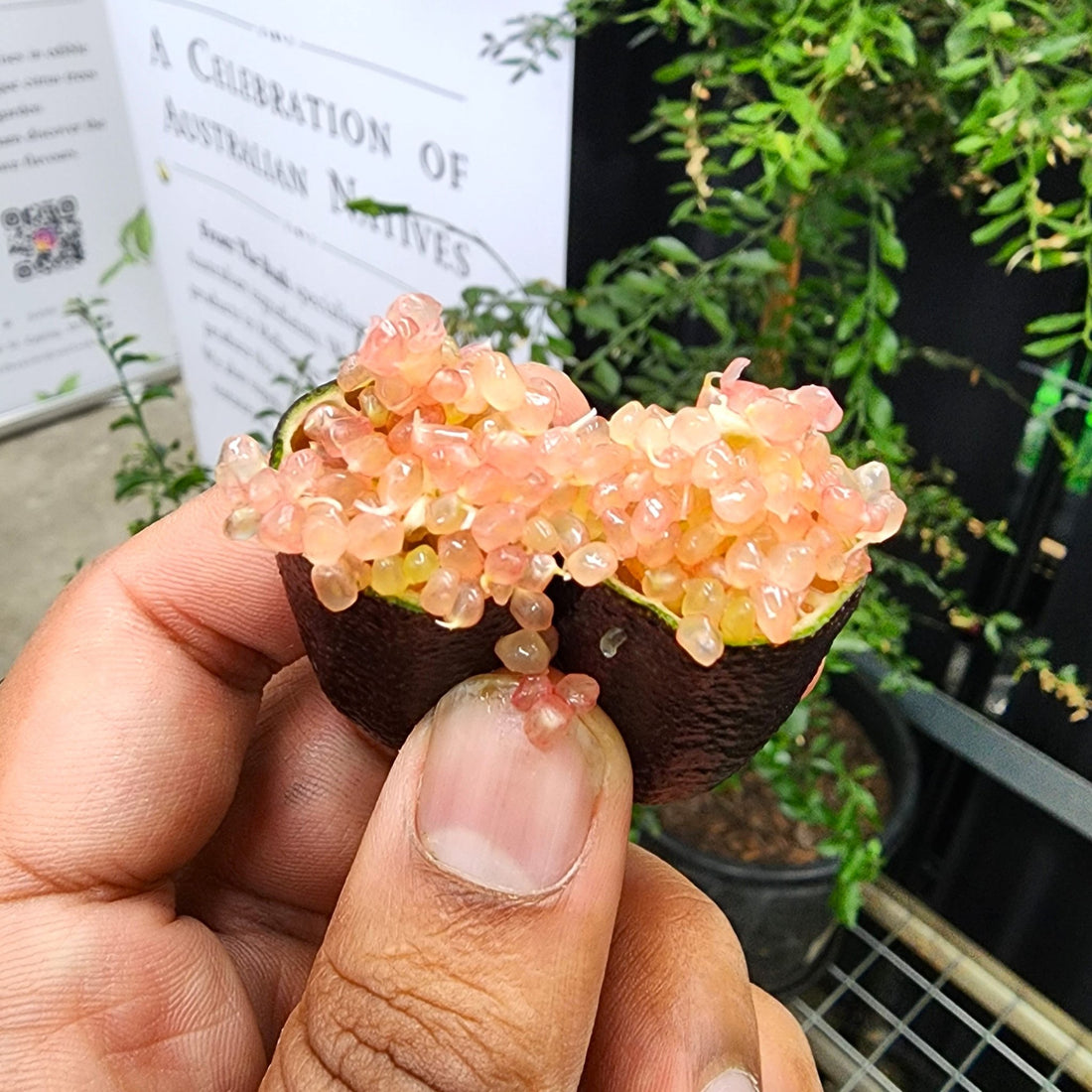 Pink Ice - FINGER LIMES MELBOURNE